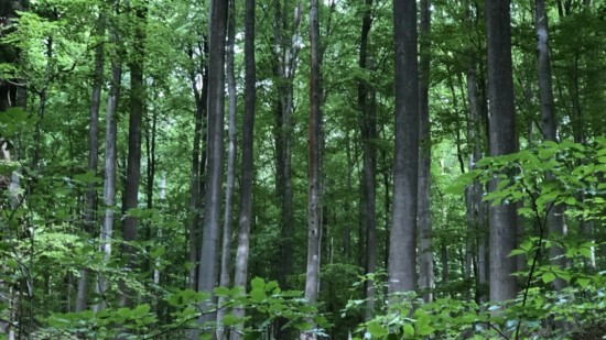 Wald bei Gillersheim